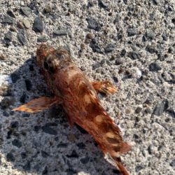 絶好の釣り日和