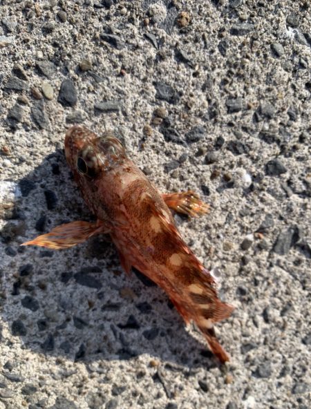 絶好の釣り日和