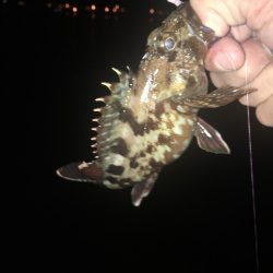 ガシラに次ぐガシラ