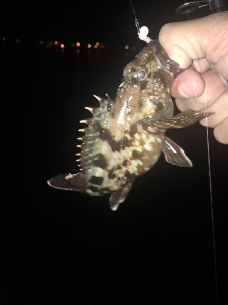 ガシラに次ぐガシラ