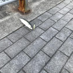 シーサイドコスモ