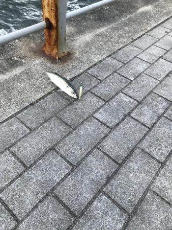 シーサイドコスモ