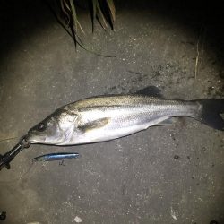 フラッシュブーストでシーバス