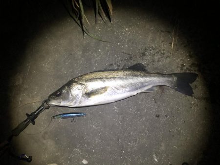 フラッシュブーストでシーバス