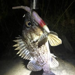 ヒラメミノーでシーバス