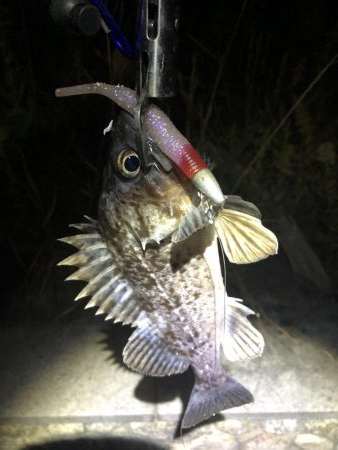 ヒラメミノーでシーバス