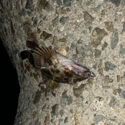 安定のライトゲーム