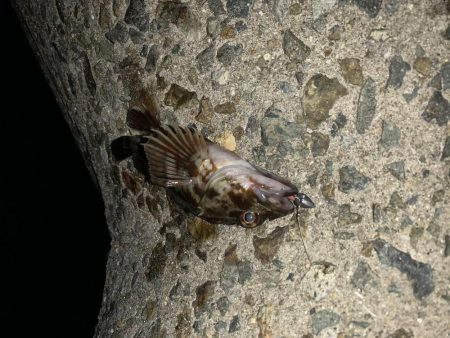 安定のライトゲーム