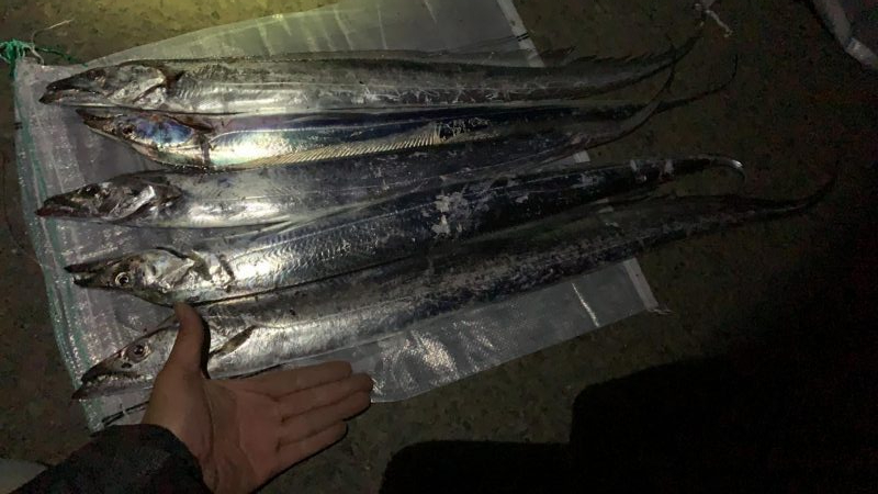 まだまだ釣れるよ須磨一文字