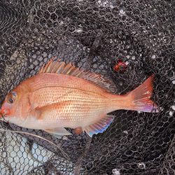 釣り納め　正月用の鯛
