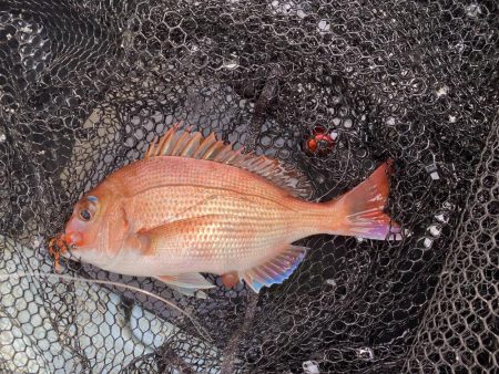 釣り納め　正月用の鯛