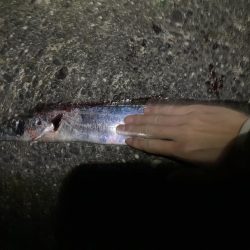 タチウオ元気いっぱい！