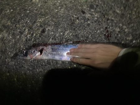 タチウオ元気いっぱい！