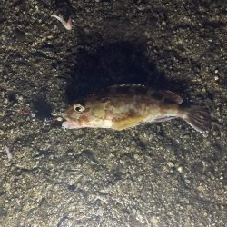 探り釣りとタンコブゲーム