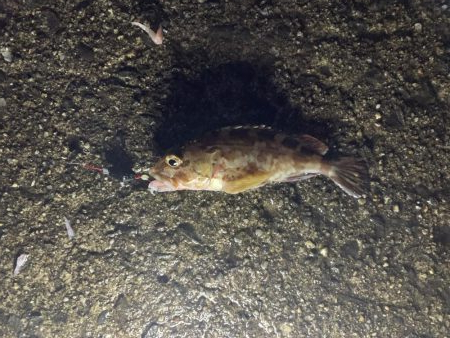 探り釣りとタンコブゲーム