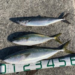 またまた青物が釣りたくて