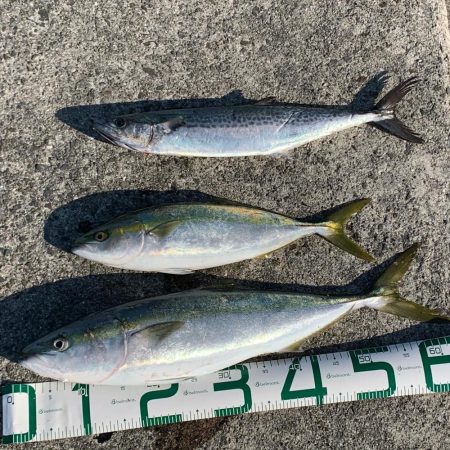 またまた青物が釣りたくて