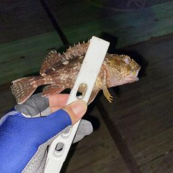 アジの回遊。。