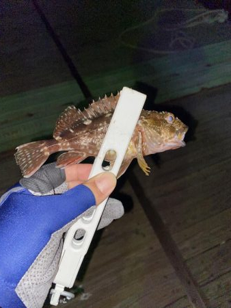 アジの回遊。。