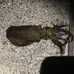 サイズ期待するも。。