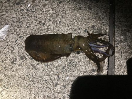 サイズ期待するも。。