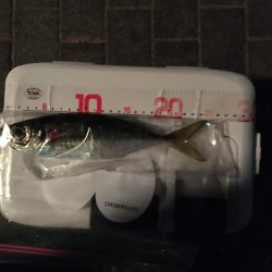 しぶいですわ…