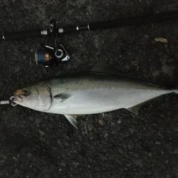 運だけでメジロ＋太刀魚