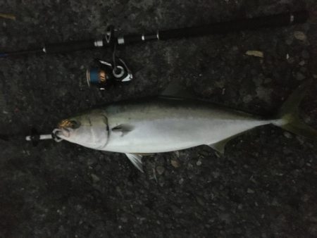 運だけでメジロ＋太刀魚