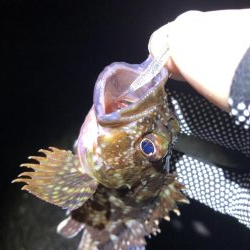 久しぶりのアジング