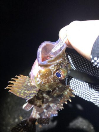 久しぶりのアジング