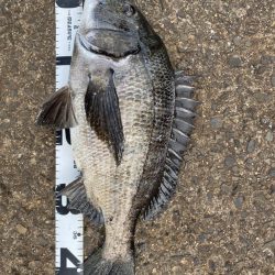 イチノ兄弟、釣果!