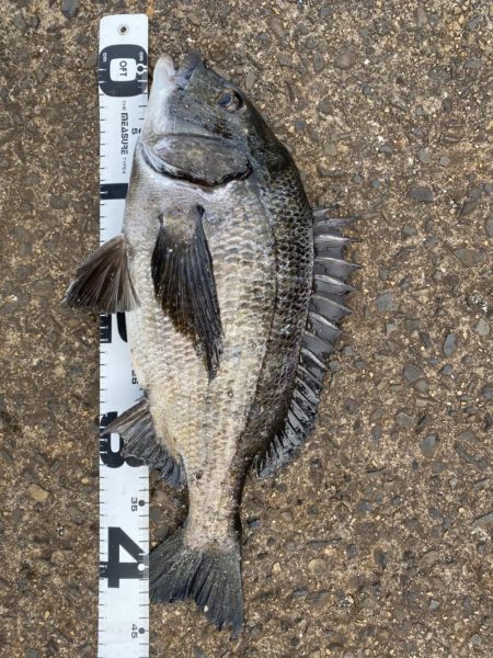 イチノ兄弟、釣果!