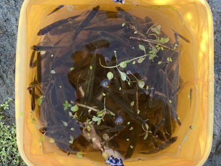 レア魚がバケツいっぱい取れた！！