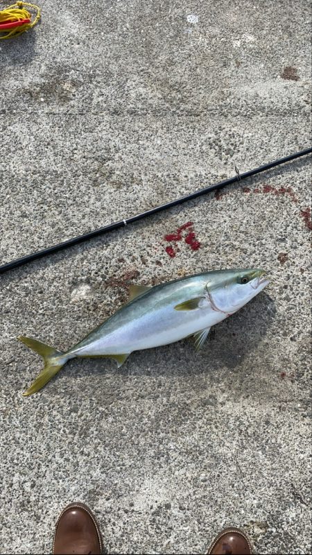 寒波あとに漸く、青物