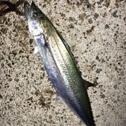 メジロ・サゴシ