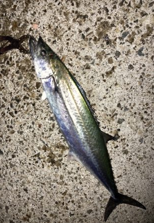 メジロ・サゴシ