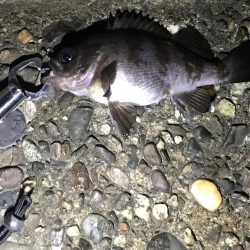 アオイソメのモジモジング