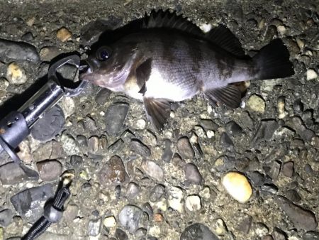 アオイソメのモジモジング