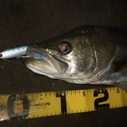 ぼちぼち落ちてます