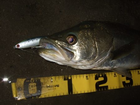 ぼちぼち落ちてます