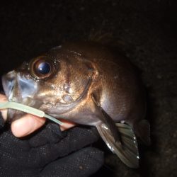 大荒れのアジング