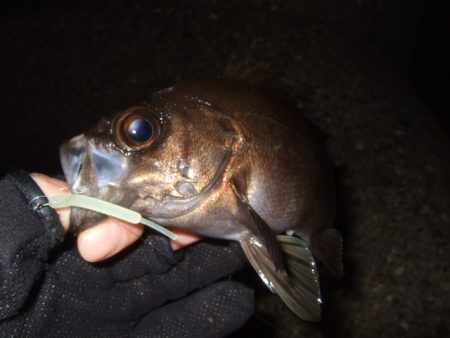 大荒れのアジング