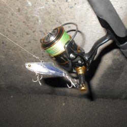 シーバス狙いでしたが…。