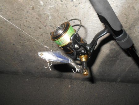 シーバス狙いでしたが…。