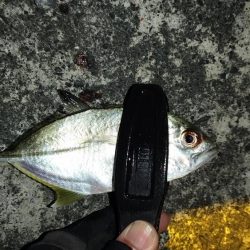 冬のライトゲーム