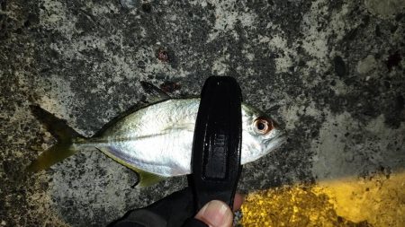 冬のライトゲーム