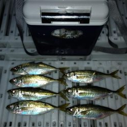 気温がまだ高いので