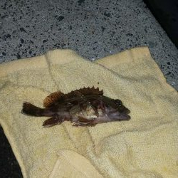 メバリング初心者