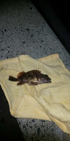 メバリング初心者