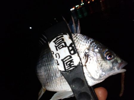 今夜もちょい投げ